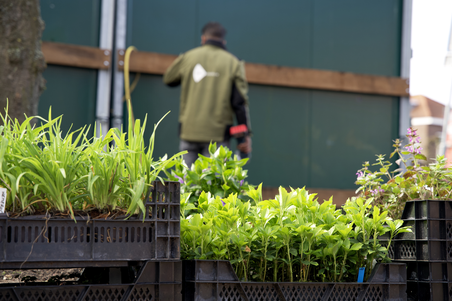 Honderden winterharde planten staan klaar in fusten