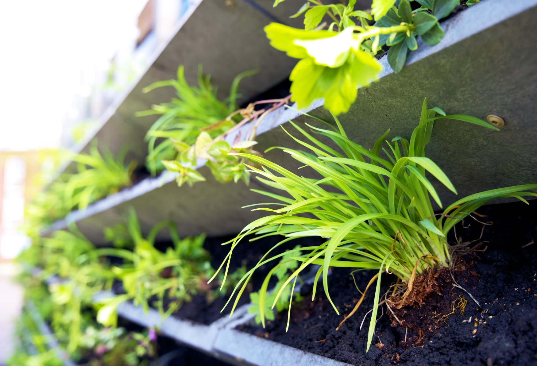 Het is voorjaar, dus de planten zullen lekker snel groeien