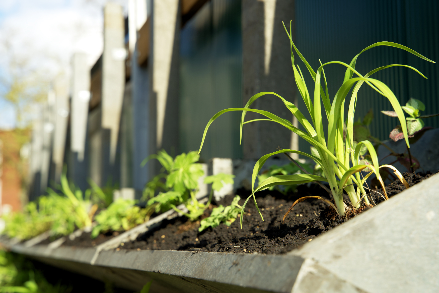 De bovenste rij planten geniet al van het voorjaarszonnetje