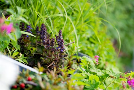 Verviervoudig je tuin met een verticale tuin | SAVE WALL: de groenste gevel